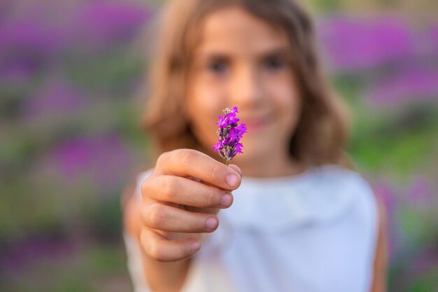 Un bambino in un campo di lavanda. Messa a fuoco selettiva.