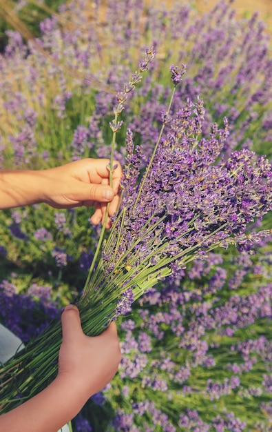 Un bambino in un campo fiorito di lavanda.