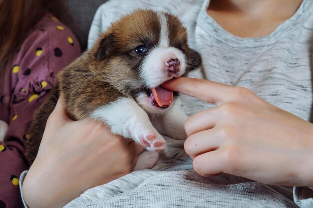 Un bambino irriconoscibile è seduto sul divano con in braccio un cucciolo di corgi gallese che gli morde dolcemente il dito