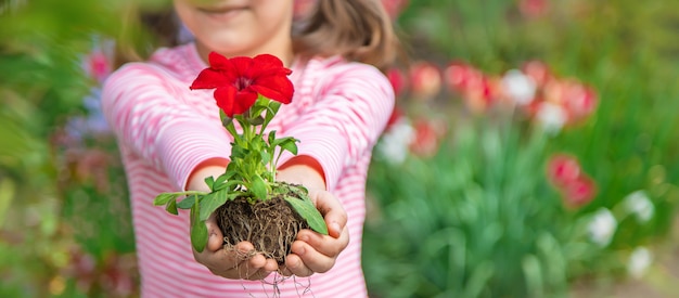 Un bambino pianta un giardino fiorito. Messa a fuoco selettiva.