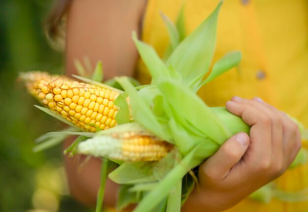 un bambino tiene in mano pannocchie di mais giallo brillante