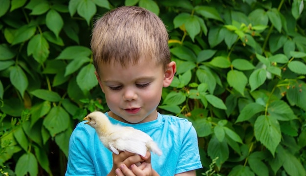 Un bambino tiene in mano un pollo Un ragazzo e un uccello Messa a fuoco selettiva