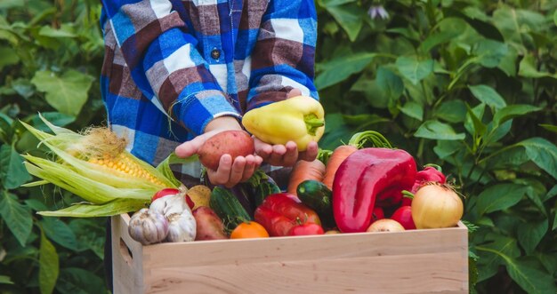 Un bambino tiene in mano un raccolto di verdure Messa a fuoco selettiva