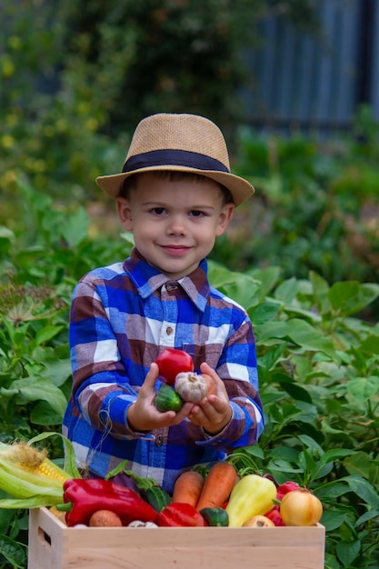 Un bambino tiene in mano un raccolto di verdure Messa a fuoco selettiva