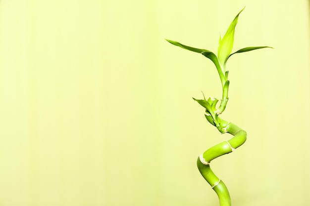 Un bambù verde nel parco sullo sfondo