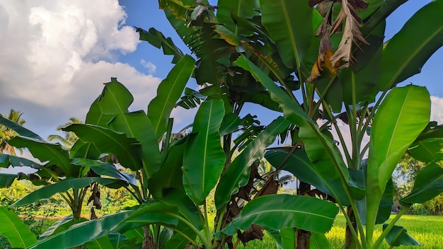 Un banano contro uno sfondo di cielo blu