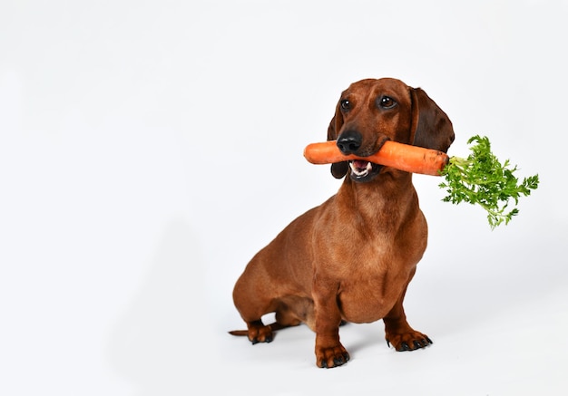 Un bassotto con una carota in bocca