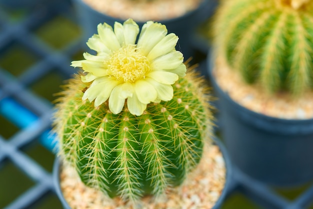 Un bel cactus in vaso al giardino, cactus verde a forma rotonda con fiori gialli e sha