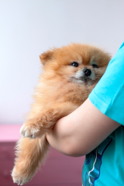 Un bel cagnolino Pomerania arancione è tenuto tra le braccia.