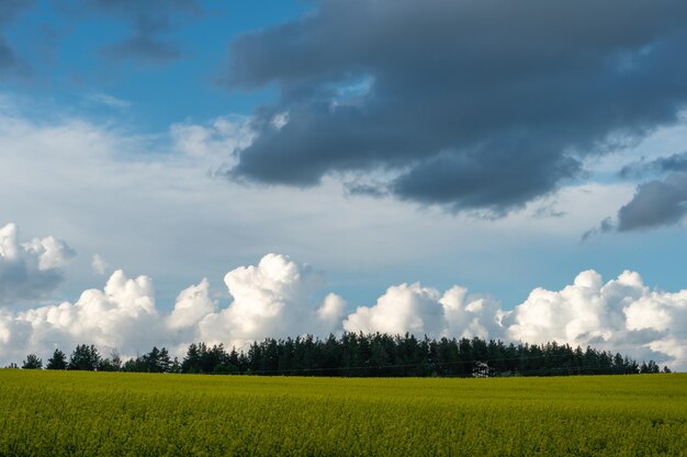 Un bel campo di colza in fiore sullo sfondo delle nuvole Temporali in previsione della pioggia incombono su un prato fiorito con fiori e colture agricole