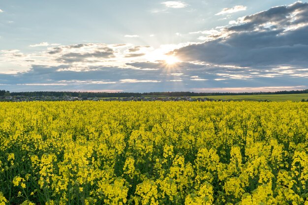 Un bel campo giallo con colza in fiore sullo sfondo di un cielo azzurro e soffici nuvole Agricoltura ecologica