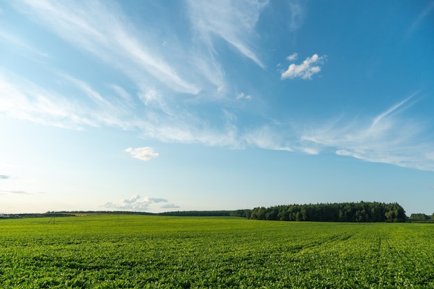 Un bel campo giallo contro un cielo blu Complesso agroindustriale per la coltivazione di cereali frumento legumi orzo fagioli