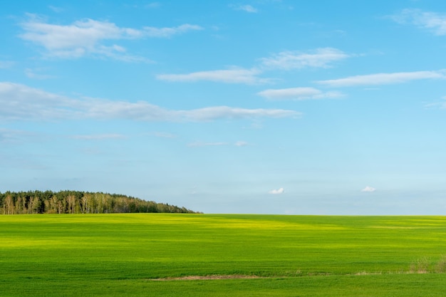 Un bel campo giallo contro un cielo blu Complesso agroindustriale per la coltivazione di cereali frumento legumi orzo fagioli