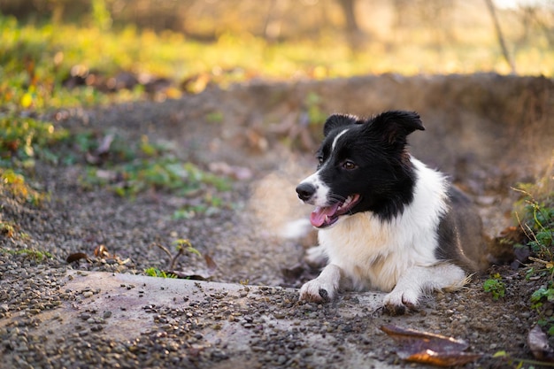 Un bel cane border collie