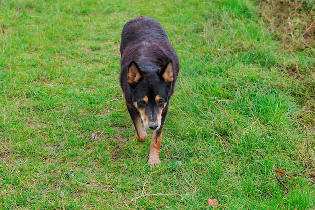 Un bel cane che corre nell'erba verde