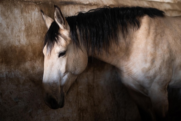 Un bel cavallo nella stalla