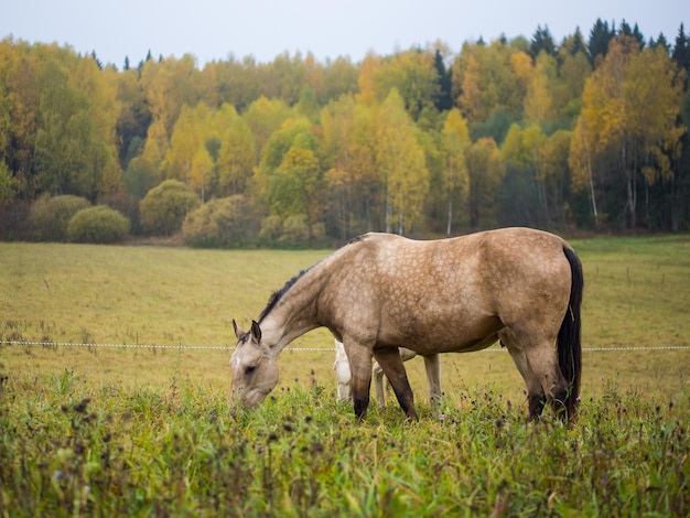 Un bel cavallo pascola in un pascolo nella nebbia mattutina il cavallo mangia l'erba