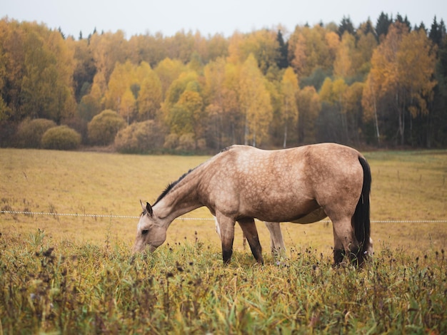 Un bel cavallo pascola in un pascolo nella nebbia mattutina il cavallo mangia l'erba