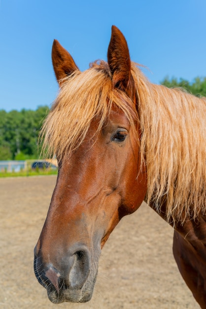 Un bel cavallo rosso. La criniera ondulata e folta di un cavallo.