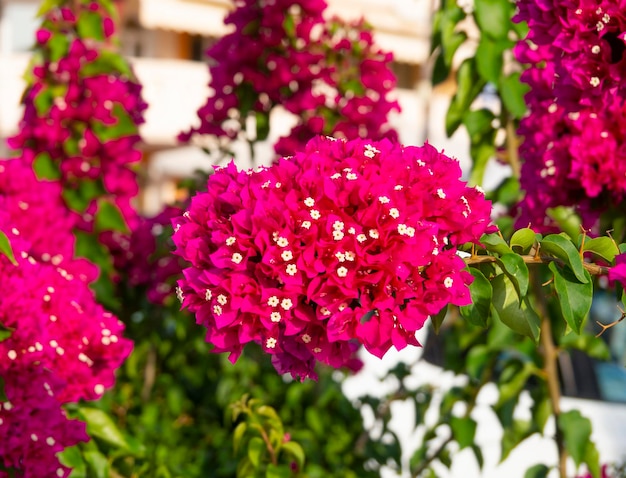 Un bel cespuglio e fiori Bougainvillea in Grecia in una giornata di sole