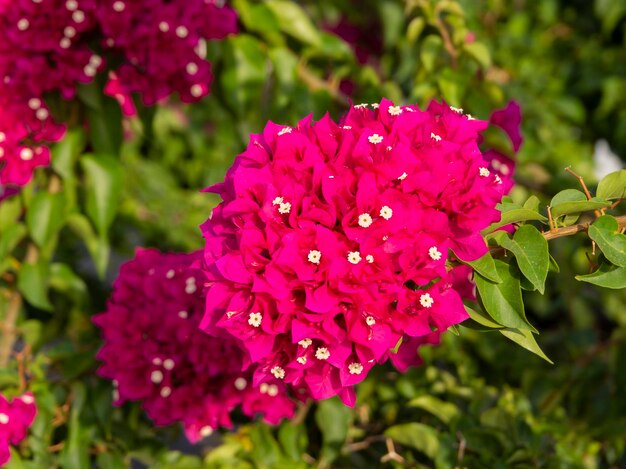 Un bel cespuglio e fiori Bougainvillea in Grecia in una giornata di sole