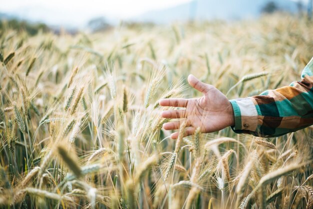 Un bel contadino con un campo di orzo.