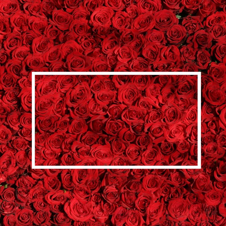 un bel disegno con rosa rossa