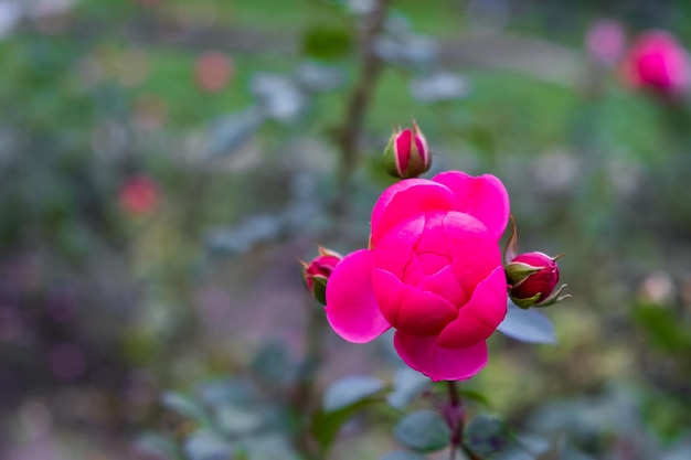 Un bel fiore rosa su un ramo di un cespuglio di rose in un giardino o un parco