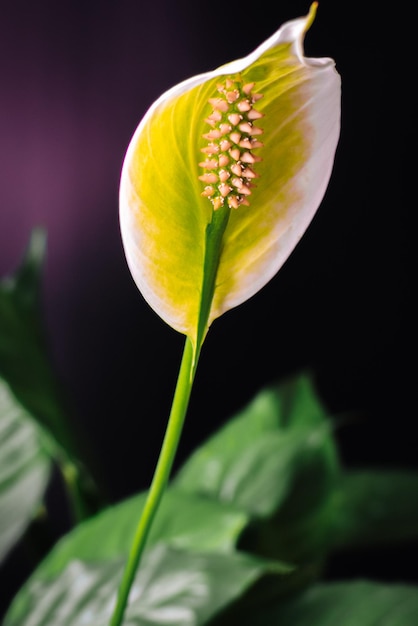 Un bel fiore solitario di una pianta domestica su uno sfondo scuro Messa a fuoco selettiva