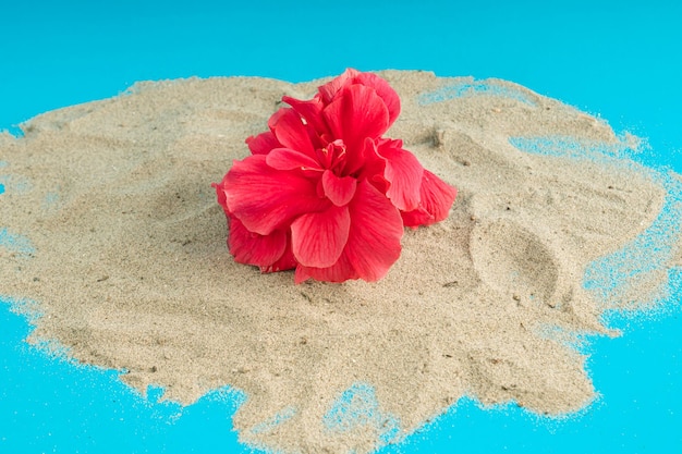 Un bel fiore sulla sabbia grigia su uno sfondo blu