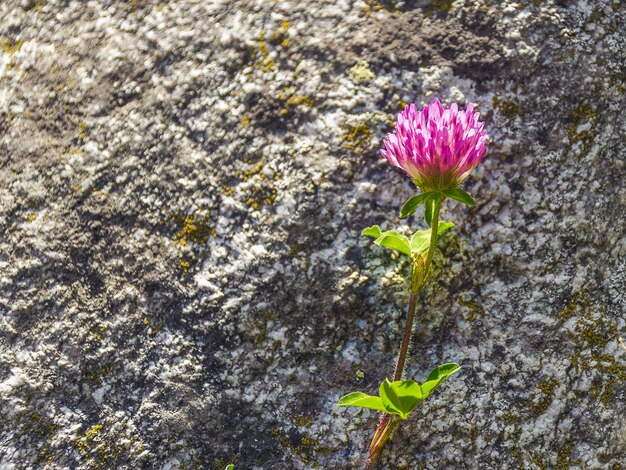 Un bel fiore viola cresce in una foresta vicino a un trifoglio di pietra Fauna selvatica naturale