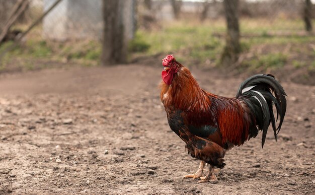 Un bel gallo si trova a terra in una siepe Concetto cibo pollame carne agricoltura mercato cibo sano