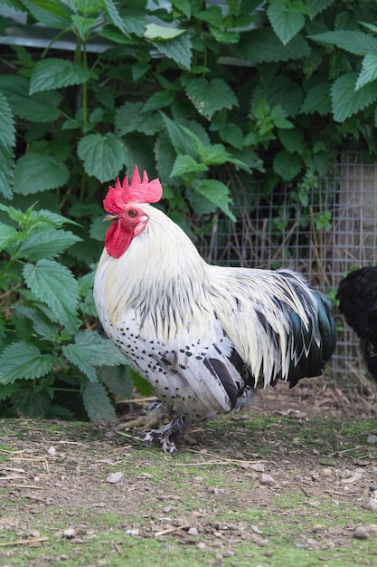 Un bel gallo si trova nel pollaio