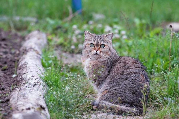 Un bel gatto cammina da solo nel giardino nella natura