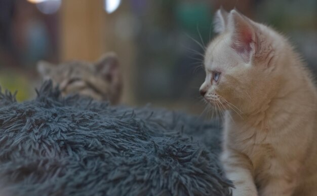 Un bel gatto carino con gli occhi azzurri sta fissando qualcosa