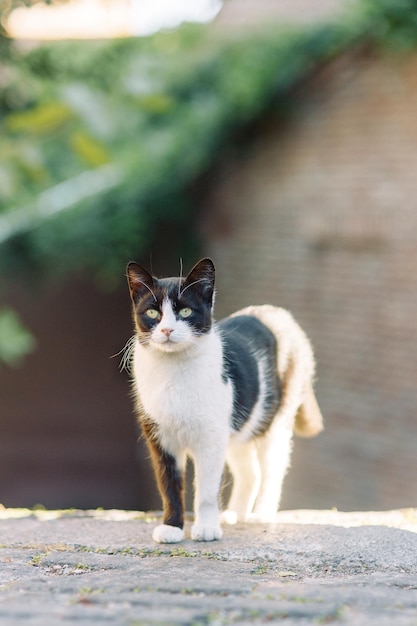 Un bel gatto randagio sta guardando la strada Il problema degli animali domestici un gatto abbandonato