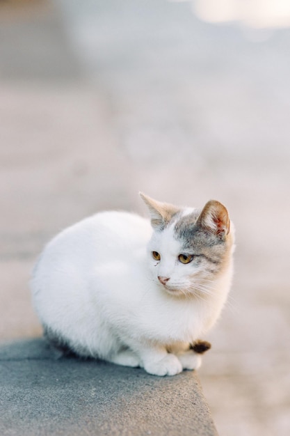 Un bel gatto randagio sta guardando la strada Il problema degli animali domestici un gatto abbandonato