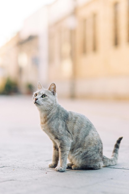 Un bel gatto randagio sta guardando la strada Il problema degli animali domestici un gatto abbandonato