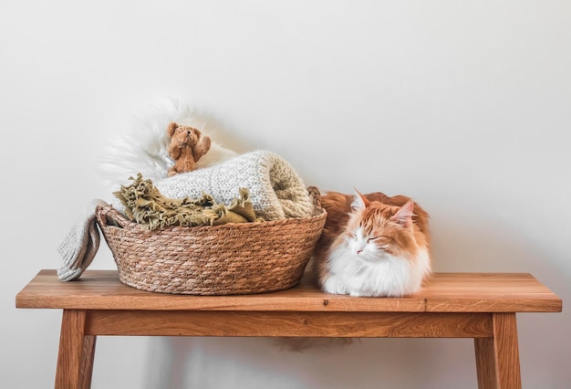 Un bel gatto rosso addormentato e un cesto con un plaid accogliente su una panca di legno