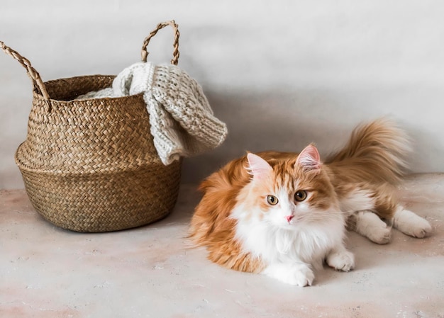 Un bel gatto rosso e un cesto di iuta con una coperta lavorata a maglia su uno sfondo chiaro Umore autunnale