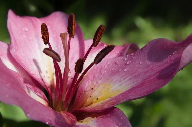 Un bel giglio rosa profumato è sbocciato nel giardino.