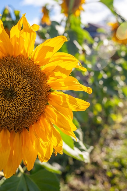 Un bel girasole con lunghi petali gialli nel campo. Momento calmo e tranquillo in campagna.