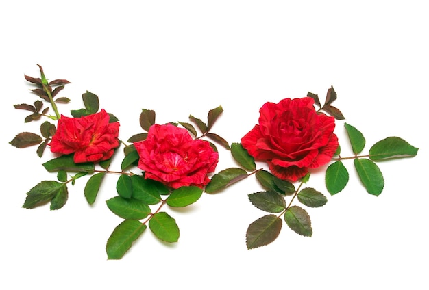 Un bel mazzo di rose rosa fiori isolati su sfondo bianco. Carta di matrimonio. Floristica. Saluto. Estate. Primavera. Disposizione piatta, vista dall'alto