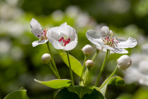 Un bel pero durante la fioritura con fiori bianchi