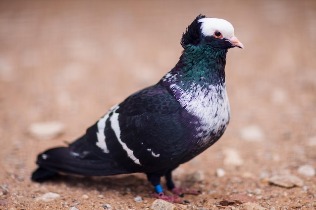 un bel piccione domestico dipinto con un collo voluminoso, un maialino con pedigree nero con petto bianco