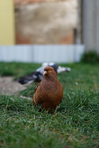 Un bel piccione rosso curioso si trova sull'erba e guarda la telecamera. Avvicinamento.