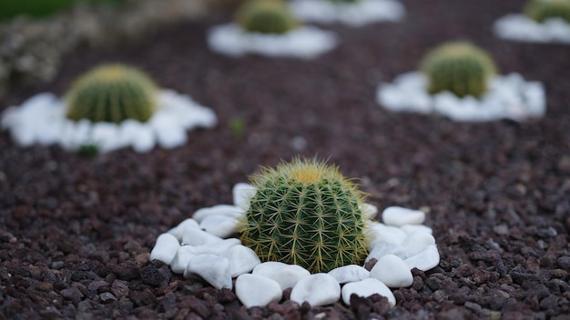 Un bel po' di cactus cresce in un'aiuola con pietre intorno