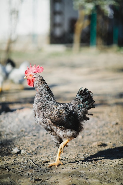 Un bel pollo domestico di colore bianco