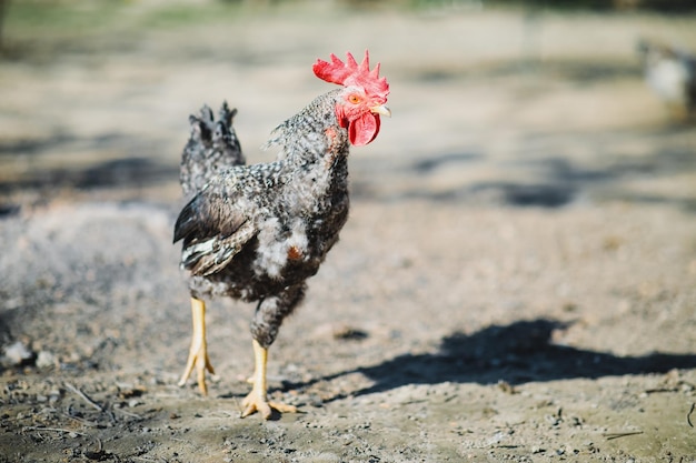 Un bel pollo domestico di colore bianco