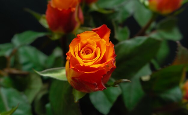 Un bel primo piano del fiore di rosa redyellow al centro su uno sfondo di foglie verdi